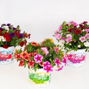 Fleurige festival color (1 stuk)
