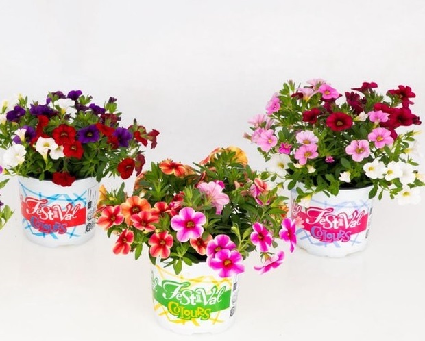 Fleurige festival color (1 stuk)