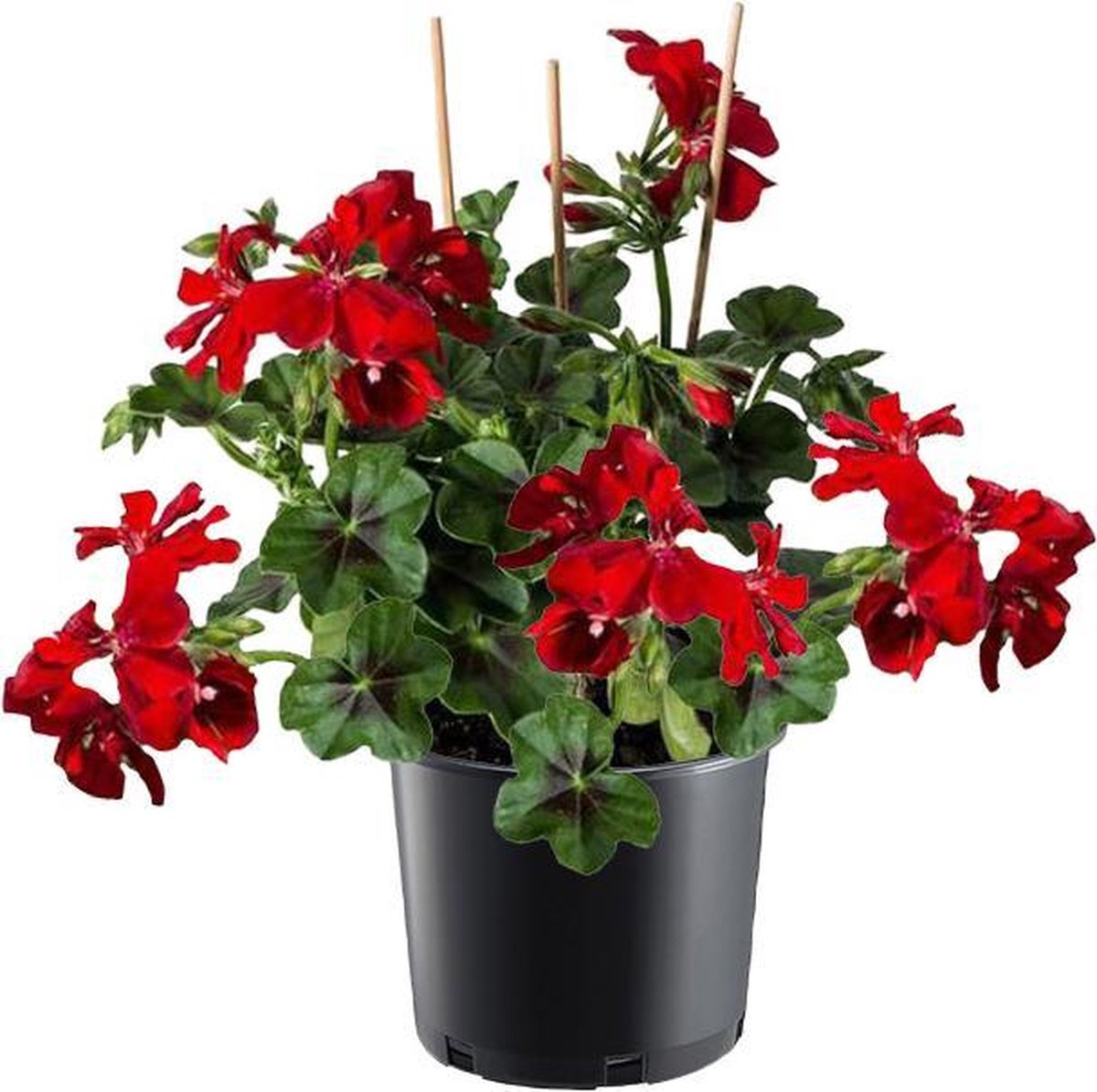 Geraniums hangend of staand (4 stuks)