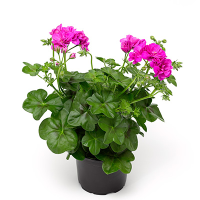 Geraniums hangend of staand (8 stuks)