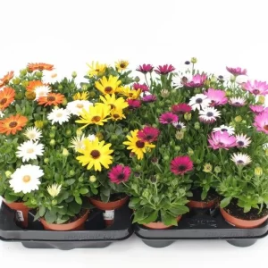 Perkplanten: petunia, spaanse margriet of fuchsia (4 stuks)