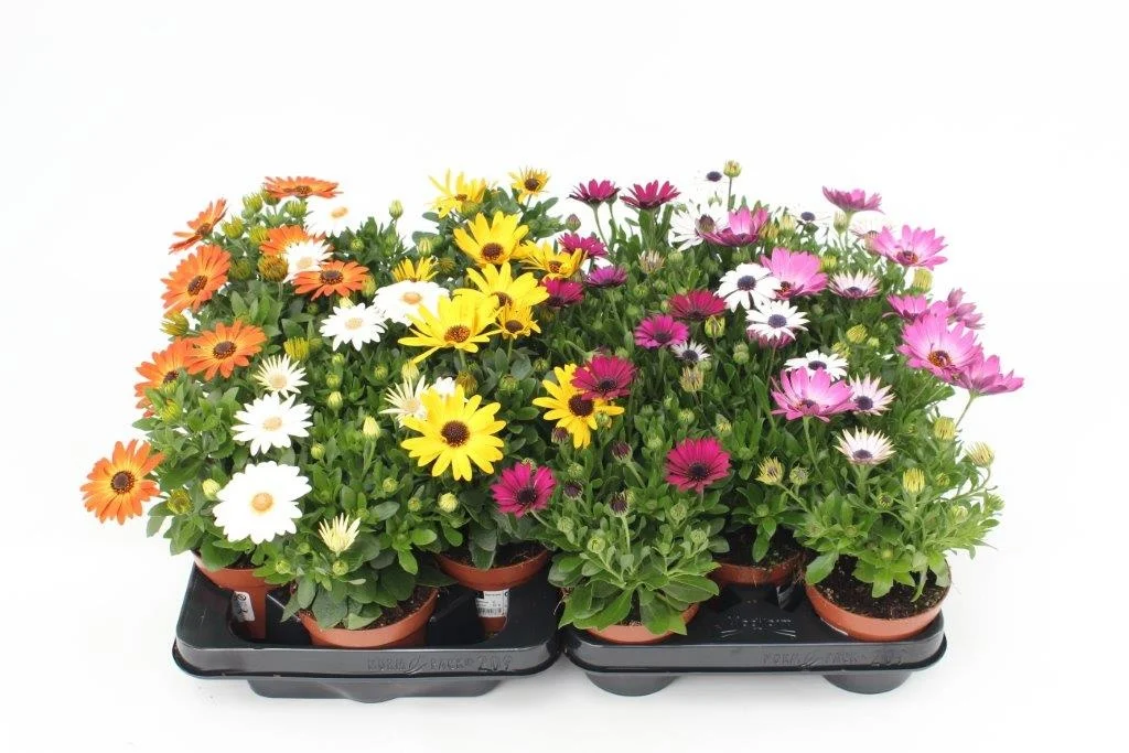 Perkplanten: petunia, spaanse margriet of fuchsia (12 stuks)