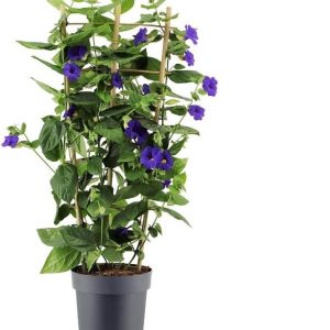Prachtig gekleurde thunbergia - 70 cm (1 stuk)