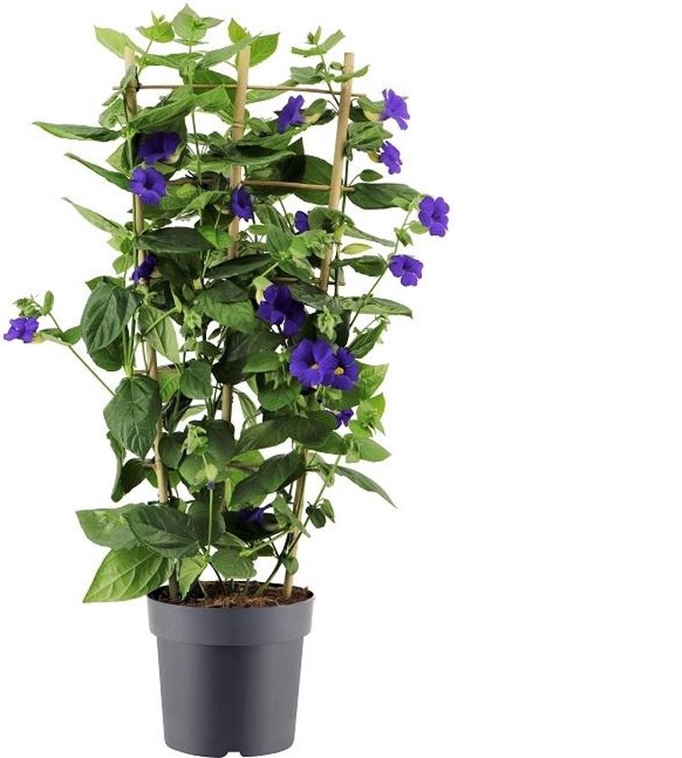 Prachtig gekleurde thunbergia - 70 cm (1 stuk)